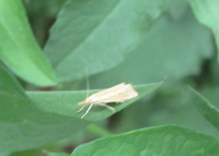 Micro da ID (3)